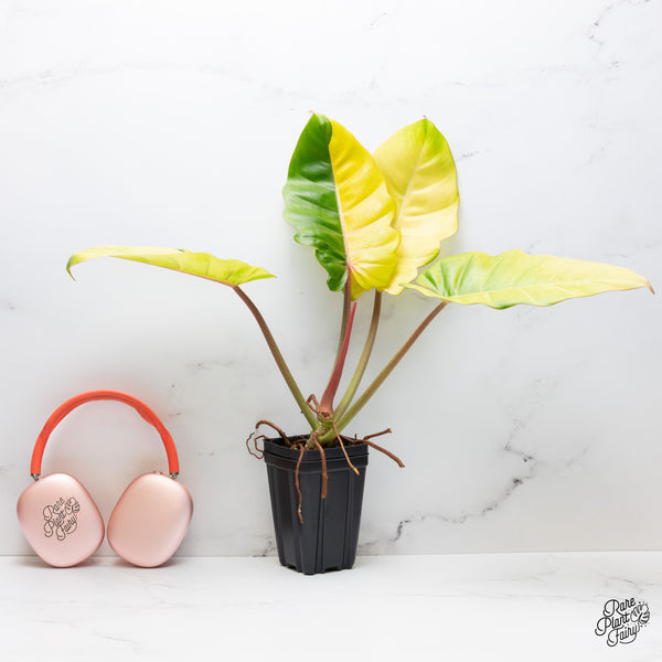 Philodendron 'Jungle Fever' Variegated (wk37-F)