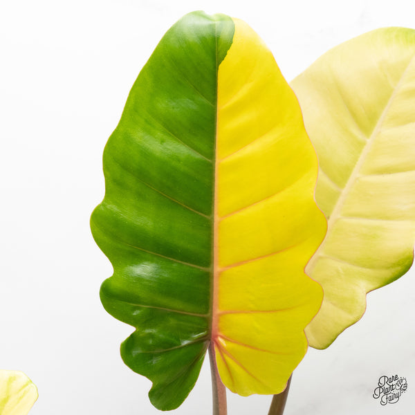 Philodendron 'Jungle Fever' Variegated (wk37-F)