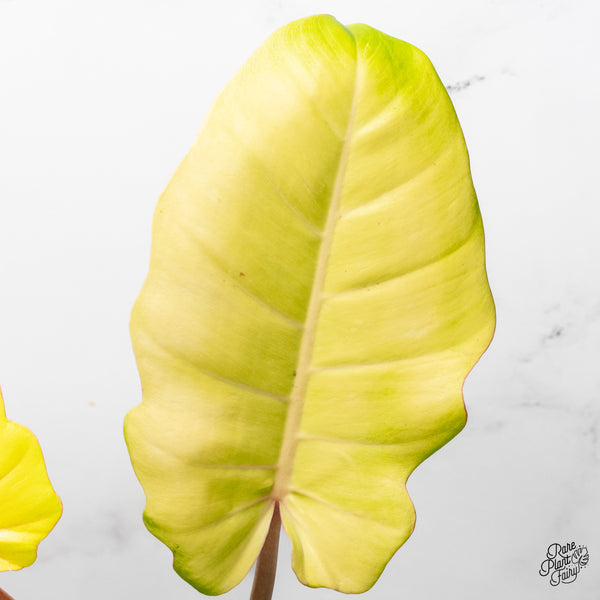 Philodendron 'Jungle Fever' Variegated (wk37-F)