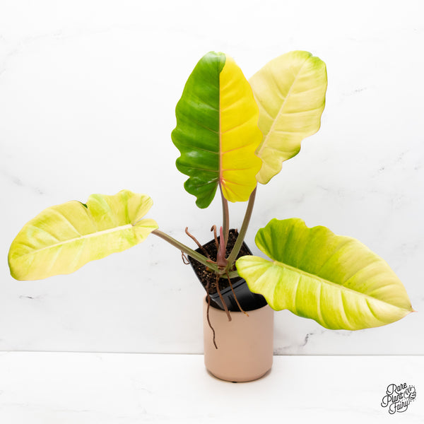 Philodendron 'Jungle Fever' Variegated (wk37-F)