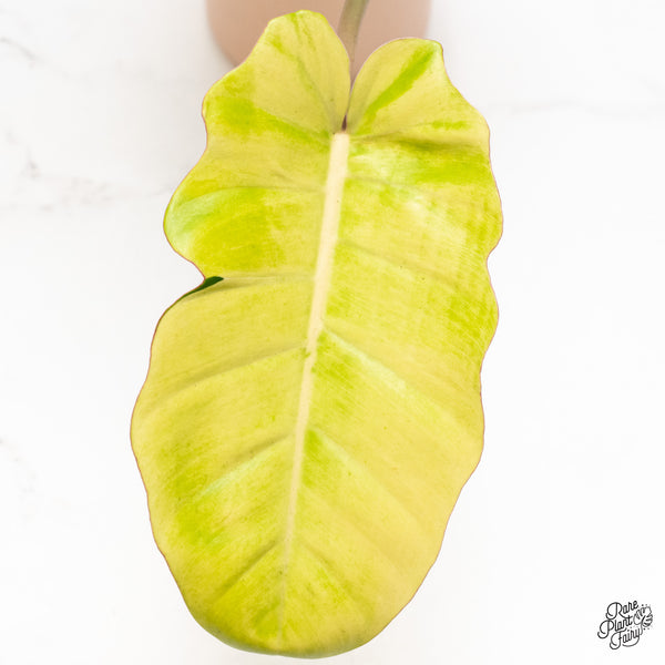 Philodendron 'Jungle Fever' Variegated (wk37-F)