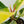 Philodendron 'Moonlight' Variegated (wk35-J)