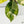 Philodendron 'Moonlight' Variegated (wk35-J)