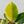 Philodendron 'Moonlight' Variegated (wk35-J)