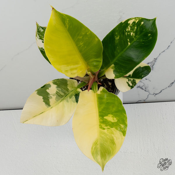 Philodendron 'Moonlight' Variegated (wk35-J)
