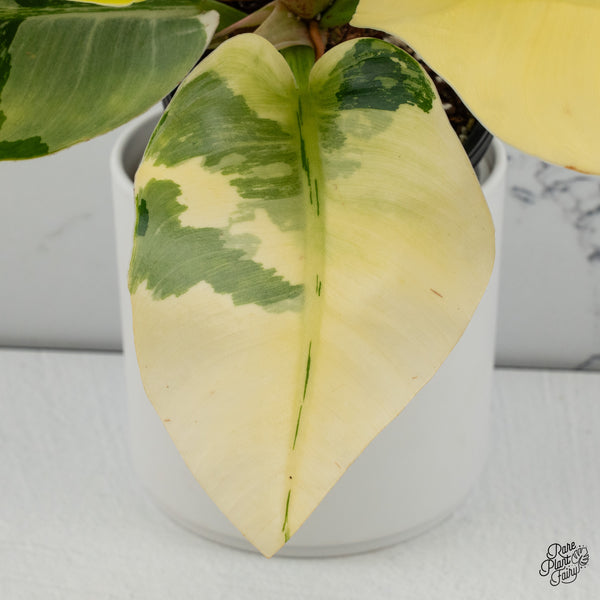 Philodendron 'Moonlight' Variegated (wk35-J)