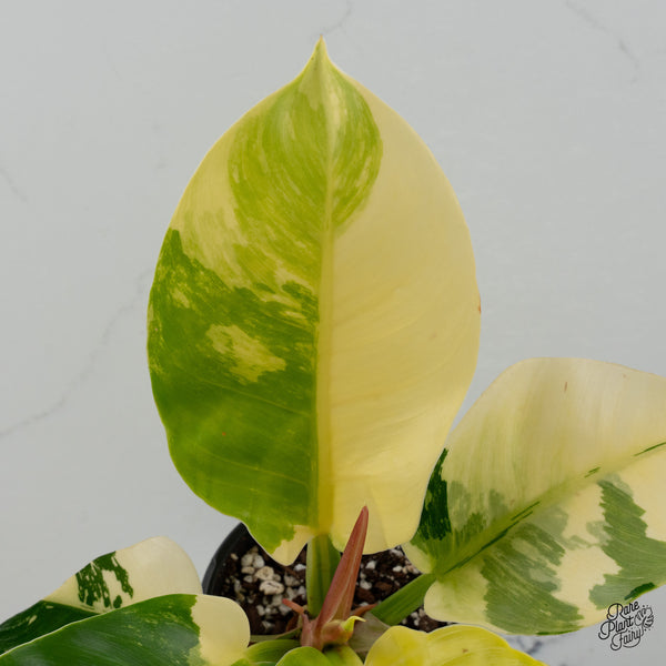 Philodendron 'Moonlight' Variegated (wk35-J)