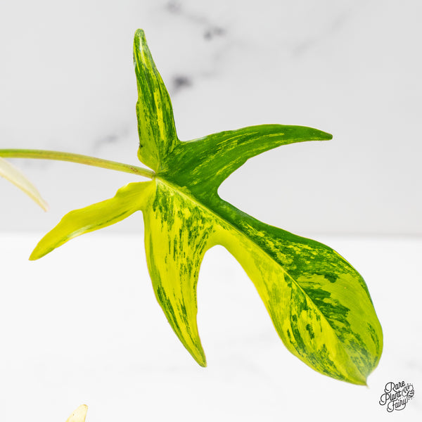 Philodendron quercifolium 'Glad Hands' Variegated (wk51-C)