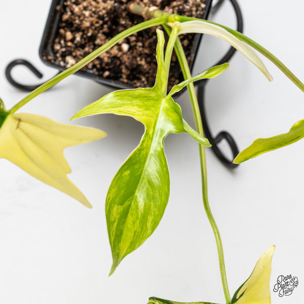 Philodendron quercifolium 'Glad Hands' Variegated (wk51-C)