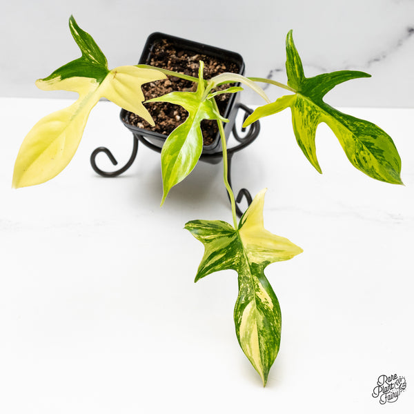 Philodendron quercifolium 'Glad Hands' Variegated (wk51-C)