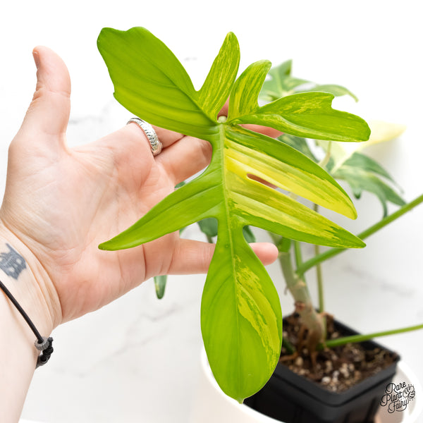 Philodendron 'Pedatum' Variegated (wk5-D)