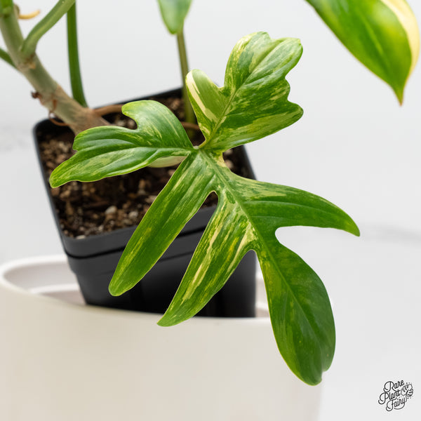 Philodendron 'Pedatum' Variegated (wk5-D)