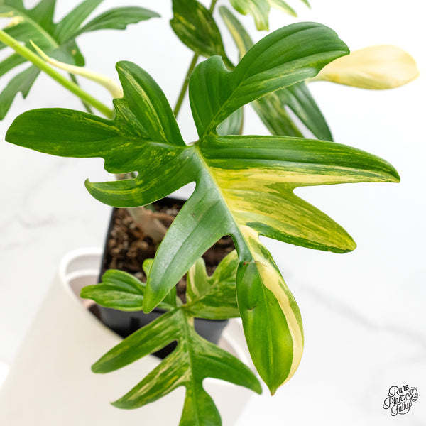 Philodendron 'Pedatum' Variegated (wk5-D)