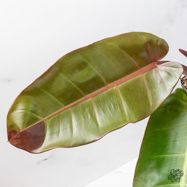 Philodendron 'Prince of Orange' variegated (wk51-UT)