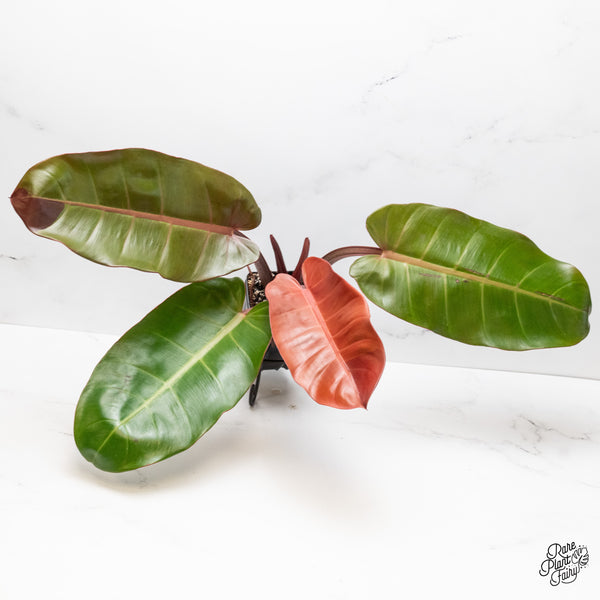 Philodendron 'Prince of Orange' variegated (wk51-UT)