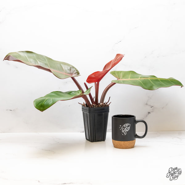 Philodendron 'Prince of Orange' variegated (wk51-UT)