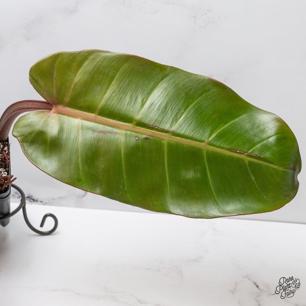 Philodendron 'Prince of Orange' variegated (wk51-UT)