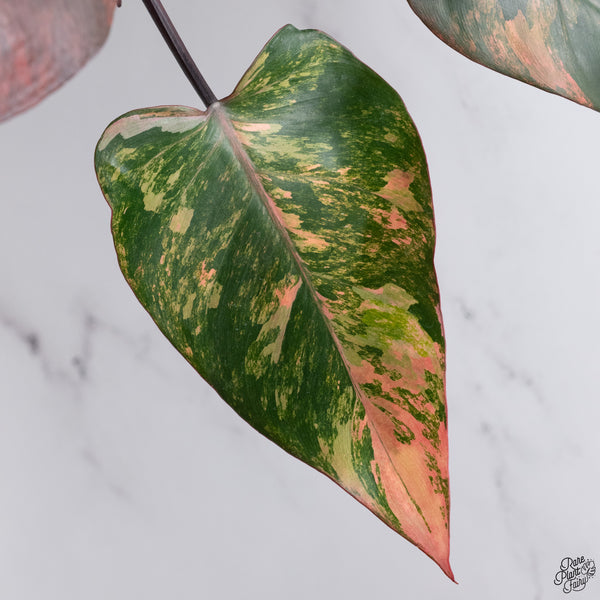 Philodendron 'Princess of Fire' (wk33-Q)