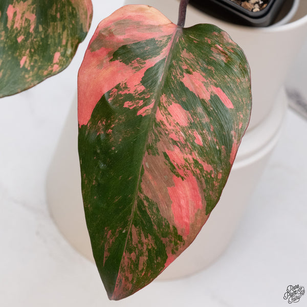 Philodendron 'Princess of Fire' (wk33-Q)
