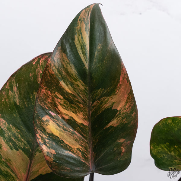 Philodendron 'Princess of Fire' (wk33-Q)