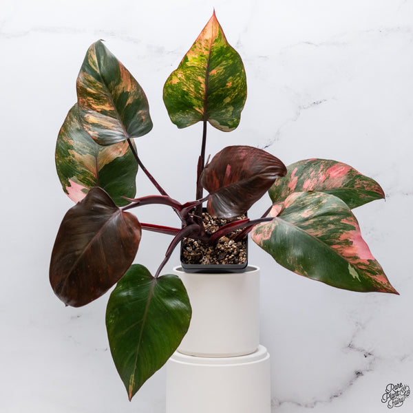 Philodendron 'Princess of Fire' (wk33-Q)