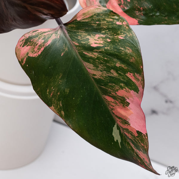 Philodendron 'Princess of Fire' (wk33-Q)