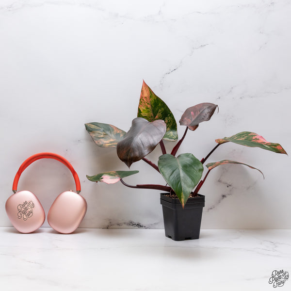Philodendron 'Princess of Fire' (wk33-Q)