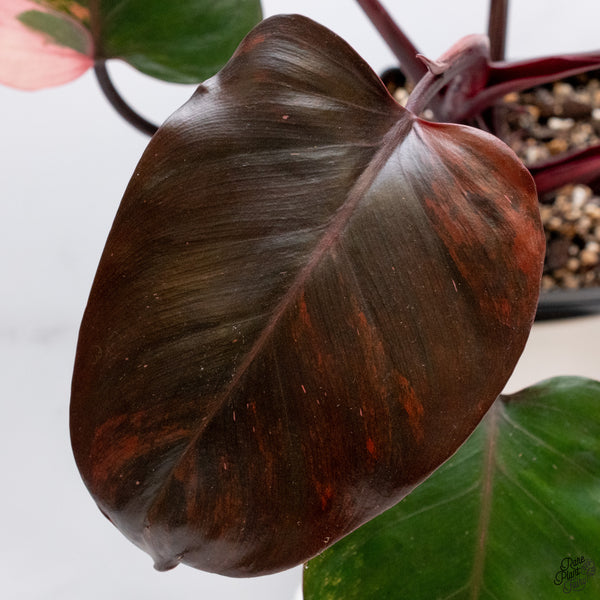 Philodendron 'Princess of Fire' (wk33-Q)