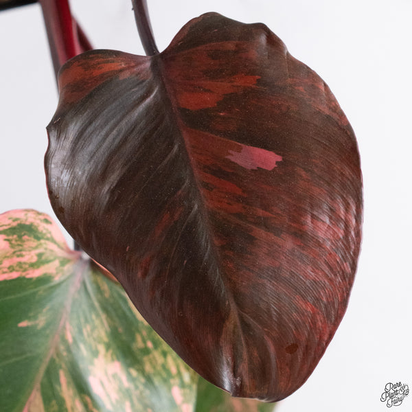 Philodendron 'Princess of Fire' (wk33-Q)