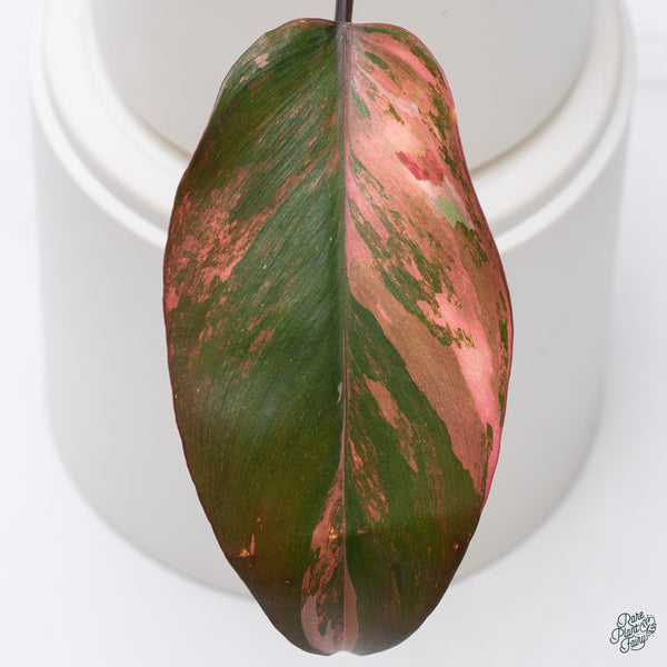 Philodendron 'Princess of Fire' (wk34-S)