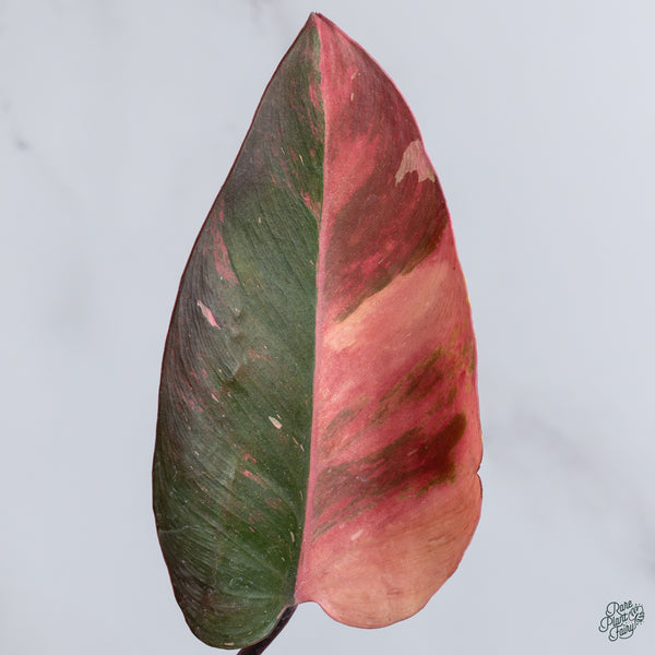 Philodendron 'Princess of Fire' (wk34-S)
