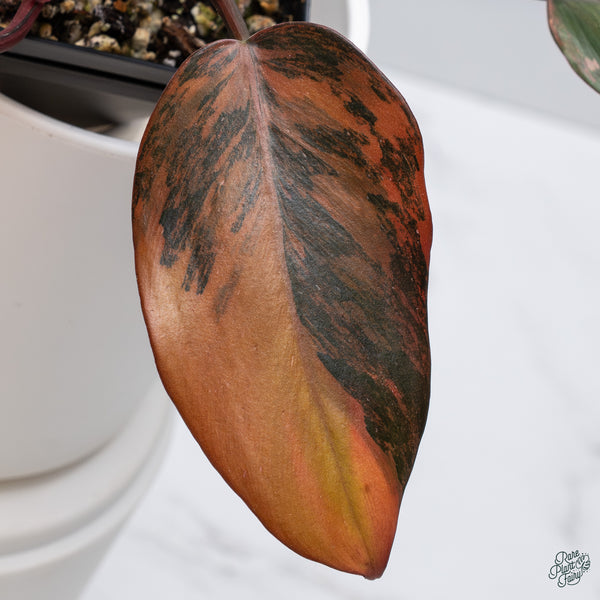 Philodendron 'Princess of Fire' (wk34-S)