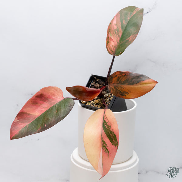 Philodendron 'Princess of Fire' (wk34-S)