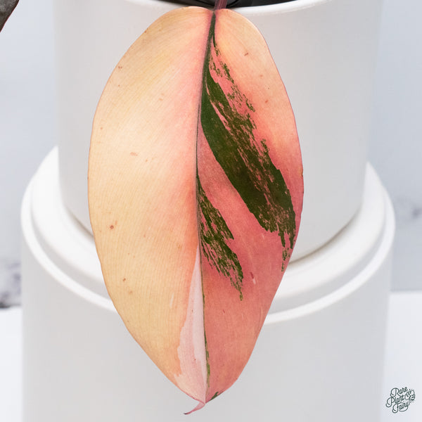 Philodendron 'Princess of Fire' (wk34-S)