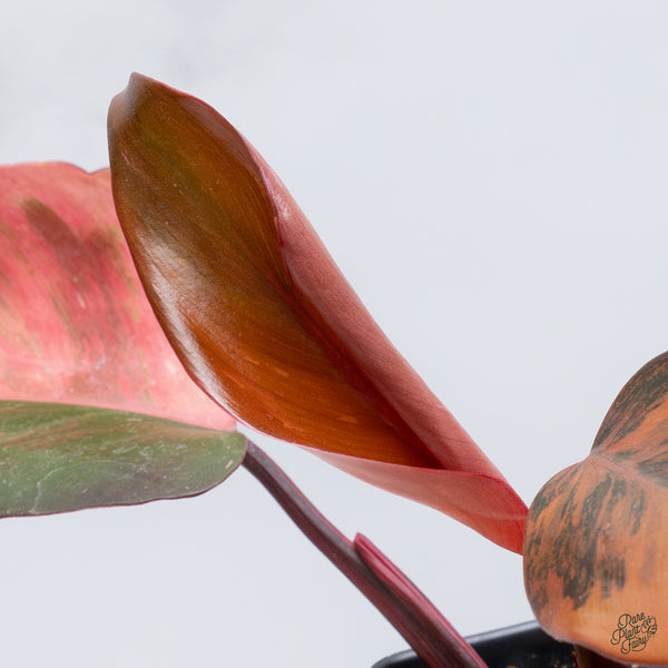 Philodendron 'Princess of Fire' (wk34-S)