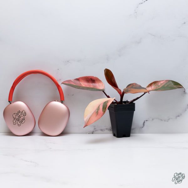 Philodendron 'Princess of Fire' (wk34-S)