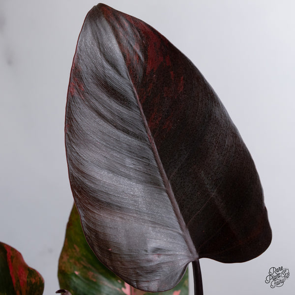 Philodendron 'Princess of Fire' (wk35-T)