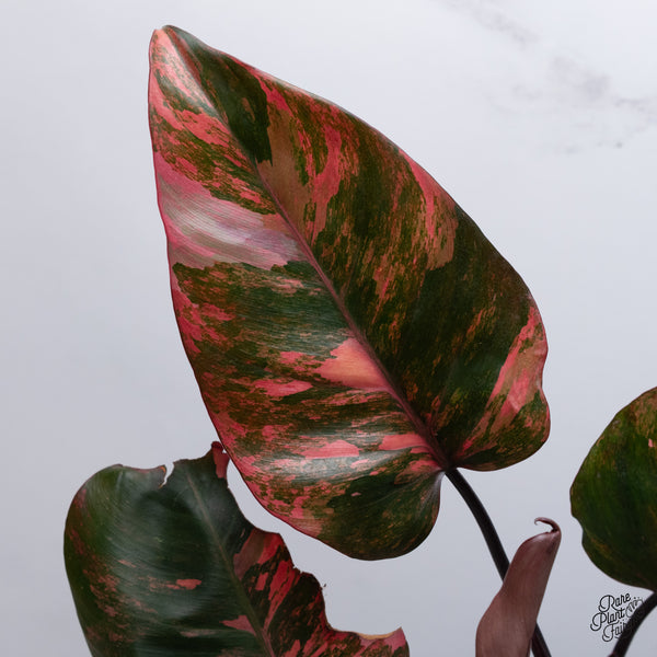Philodendron 'Princess of Fire' (wk35-T)