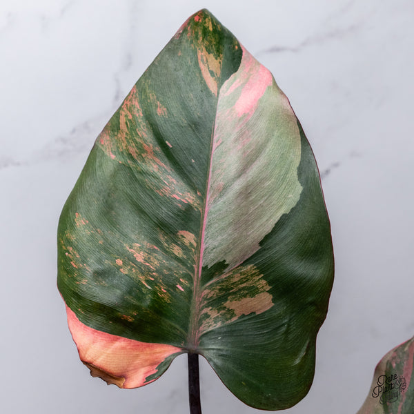 Philodendron 'Princess of Fire' (wk35-T)