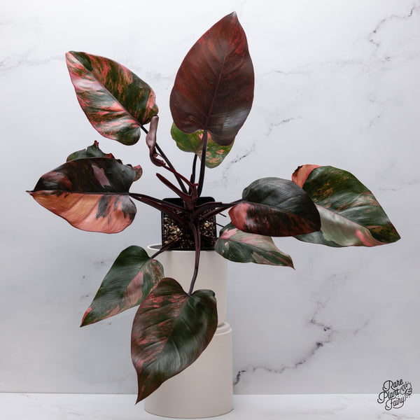 Philodendron 'Princess of Fire' (wk35-T)