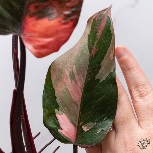 Philodendron 'Princess of Fire' (wk35-T)