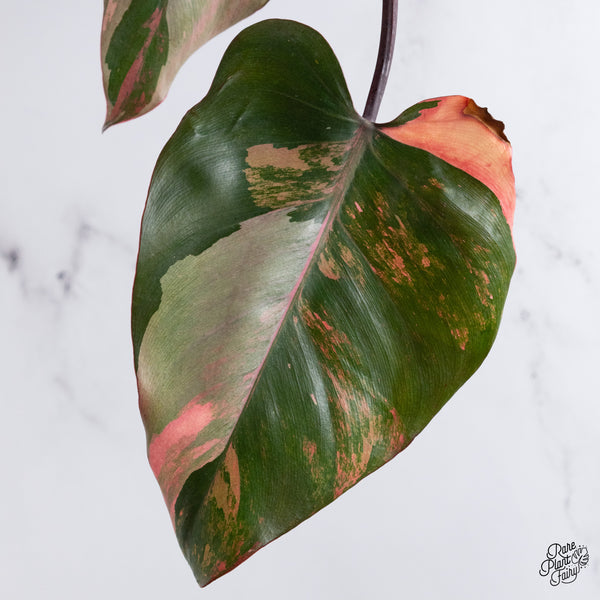 Philodendron 'Princess of Fire' (wk35-T)