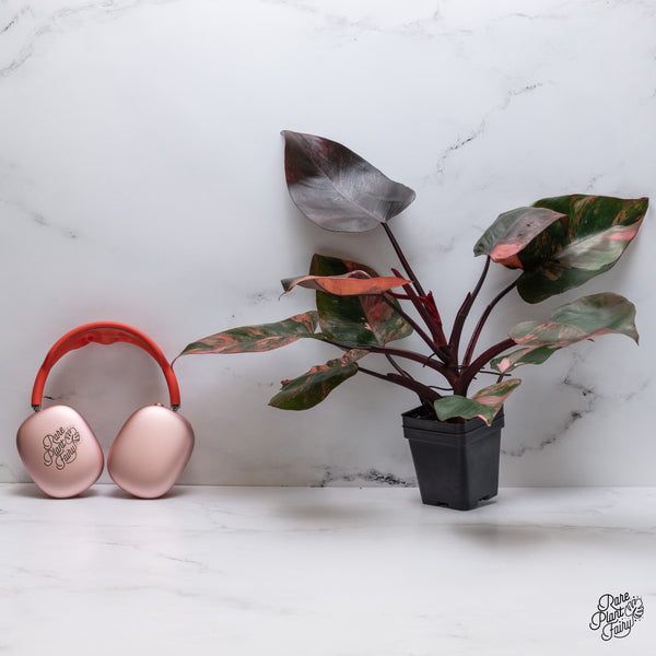 Philodendron 'Princess of Fire' (wk35-T)