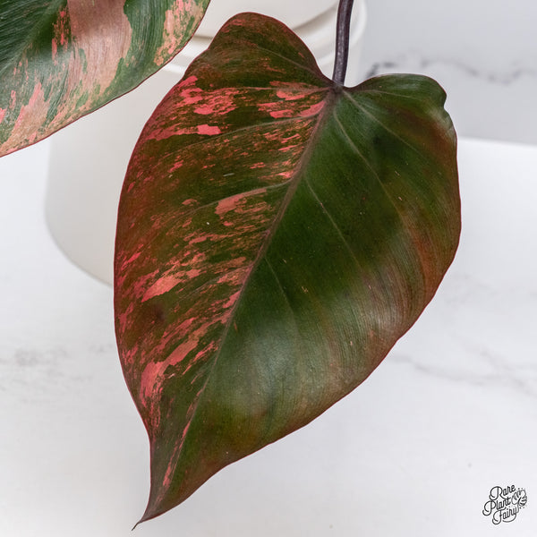 Philodendron 'Princess of Fire' (wk35-T)