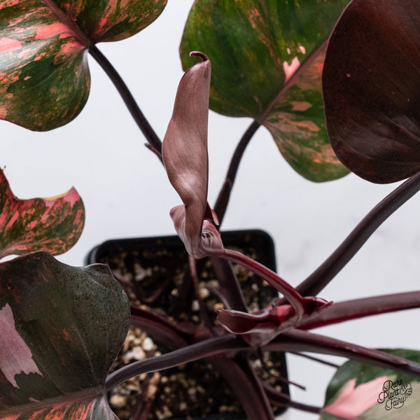 Philodendron 'Princess of Fire' (wk35-T)
