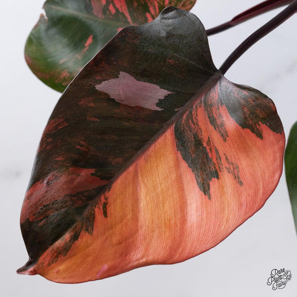 Philodendron 'Princess of Fire' (wk35-T)