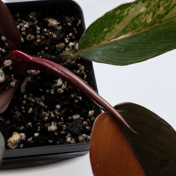 Philodendron 'Princess of Fire' (wk36-M)