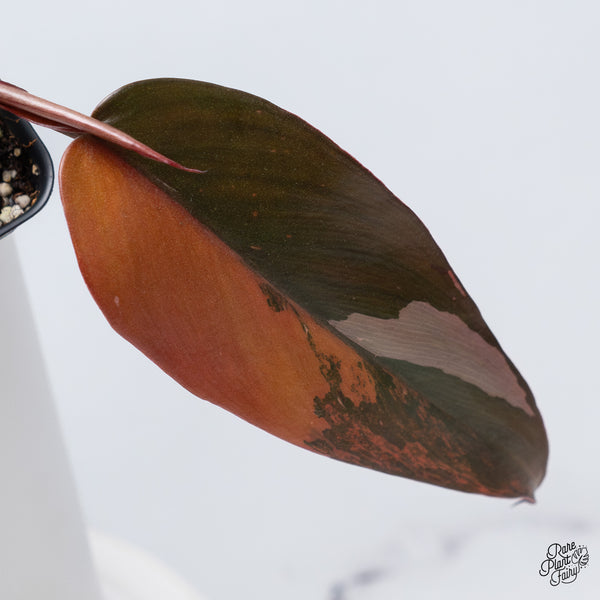 Philodendron 'Princess of Fire' (wk36-M)