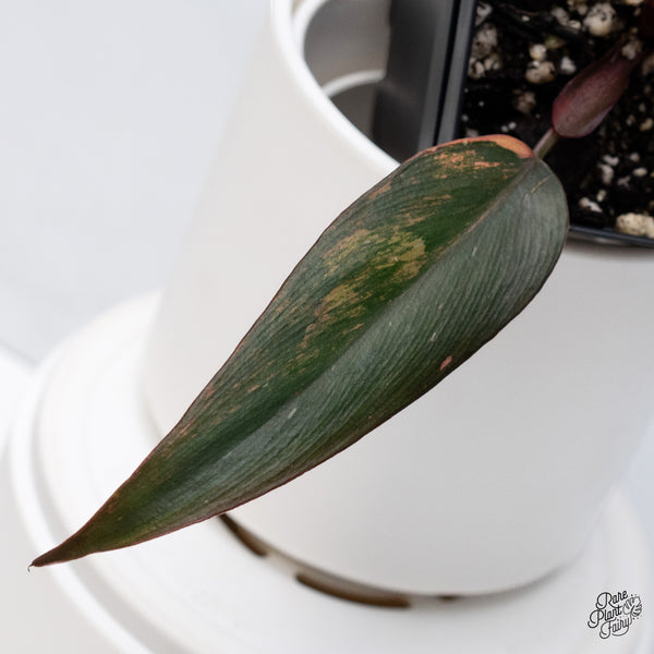 Philodendron 'Princess of Fire' (wk36-M)