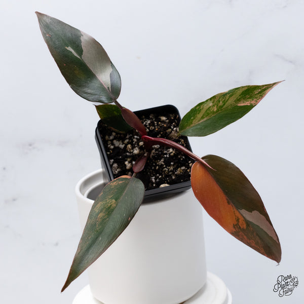 Philodendron 'Princess of Fire' (wk36-M)